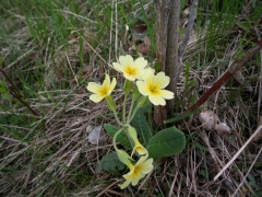 Primula variabilis Goupil