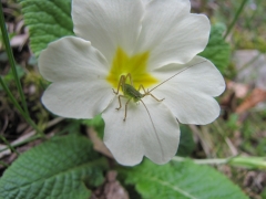 Primula vulgaris