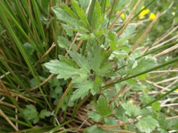 2020-06-01-Ranunculus-tuberosus-6