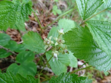 2024-06-01-Tavola-Rubus-saxatilis-2