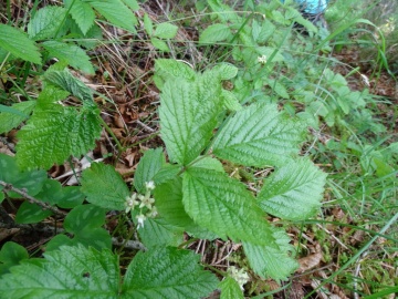 2024-06-01-Tavola-Rubus-saxatilis-3