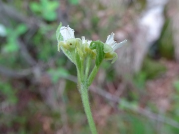 2024-06-01-Tavola-Rubus-saxatilis-5