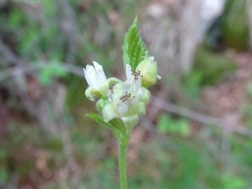 2024-06-01-Tavola-Rubus-saxatilis-6