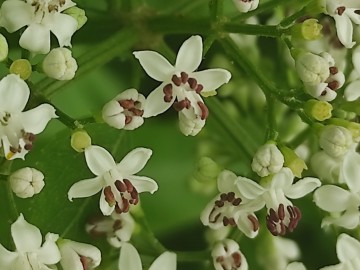 Sambucus-ebulus-12-06-2024-Brescia-10