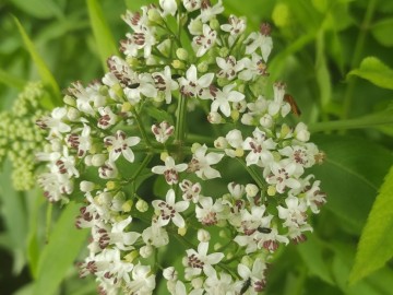 Sambucus-ebulus-12-06-2024-Brescia-5