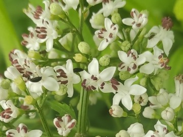 Sambucus-ebulus-12-06-2024-Brescia-6