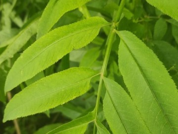 Sambucus-ebulus-12-06-2024-Brescia-7