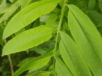 Sambucus-ebulus-12-06-2024-Brescia-8