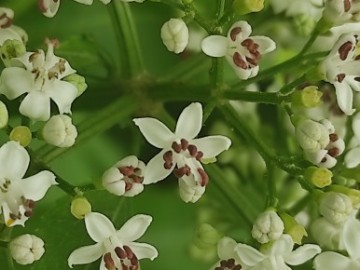 Sambucus-ebulus-12-06-2024-Brescia-9