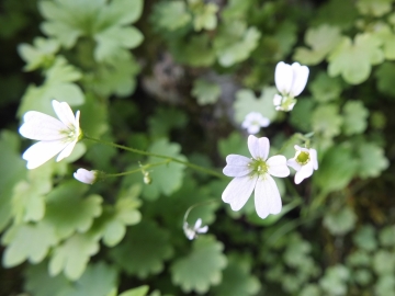 2014-03-15 Saxifraga berica Lumignano (1)