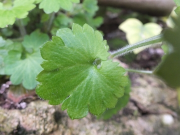 2014-03-15 Saxifraga berica Lumignano (10)