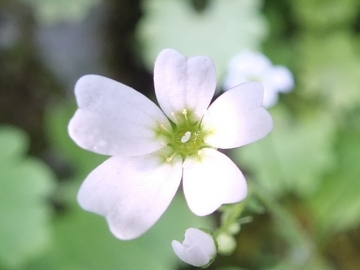 2014-03-15 Saxifraga berica Lumignano (5)