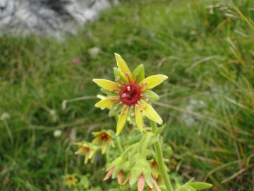 2011-07-24 Cime Alben 103