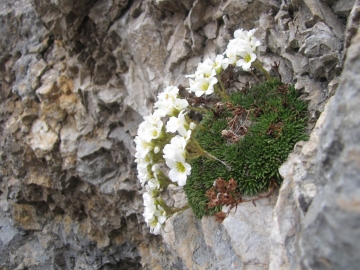 2010-05-30 rifugio olmo 054