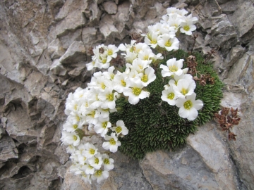 2010-05-30 rifugio olmo 055