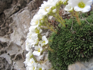 2010-05-30 rifugio olmo 058