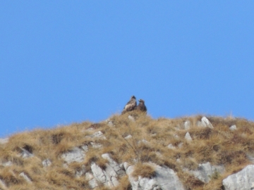 00-2013-01-06 aquila valle scura valzurio (2)