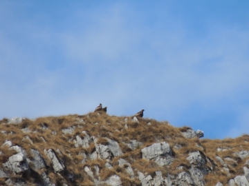 01-2013-01-06 aquila valle scura valzurio