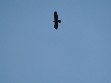 2013-01-06 aquila valle scura valzurio (3)