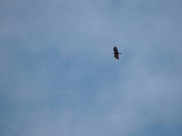 2013-01-06 aquila valle scura valzurio (4)