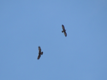 2013-01-06 aquila valle scura valzurio (6)