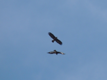 2013-01-06 aquila valle scura valzurio (9)