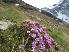 Silene acaulis excapa