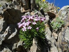 Silene acaulis longiscapa