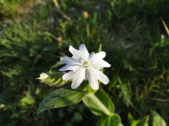 Silene alba