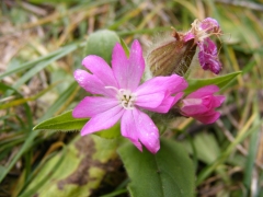 Silene dioica