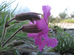 Silene elisabethae