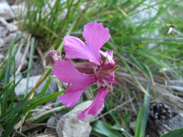 2009-07-24 cima Tombea 043