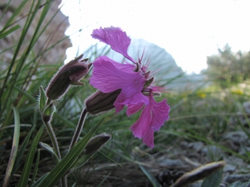 2009-07-24 cima Tombea 045