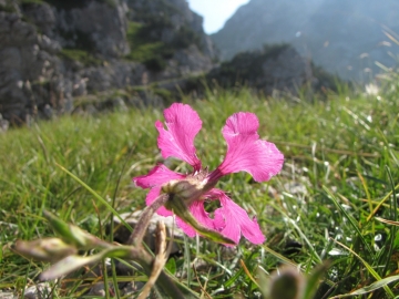 2009-07-24 cima Tombea 064