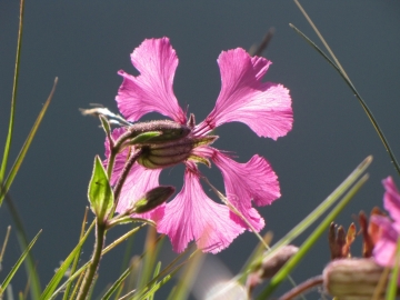 2009-07-24 cima Tombea 074