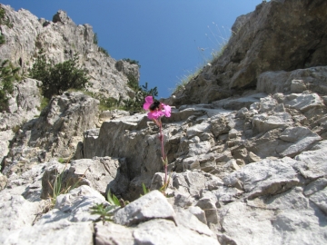 2009-07-24 cima Tombea 082