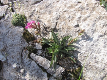 2009-07-24 cima Tombea 084