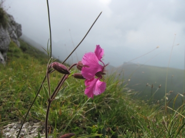 2009-07-24 cima Tombea 102