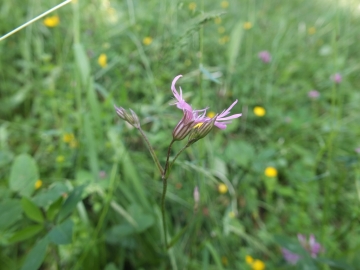 Silene flos-cuculi; 26 maggio 2013; monte Baldo (VR); 1000m; su calcareo