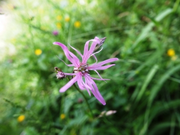 Silene flos-cuculi; 26 maggio 2013; monte Baldo (VR); 1000m; su calcareo