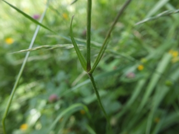 Silene flos-cuculi; 26 maggio 2013; monte Baldo (VR); 1000m; su calcareo