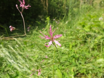 Silene flos-cuculi; 26 maggio 2013; monte Baldo (VR); 1000m; su calcareo