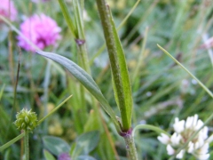 Silene flos-cuculi