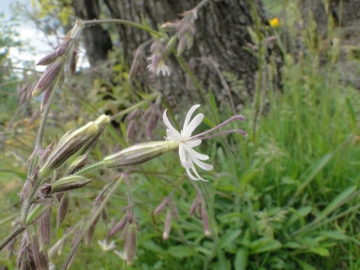 2012-04-22 Fiori San Vito 002.JPG