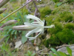 Silene italica