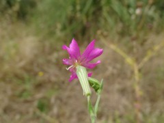 Silene nefelites