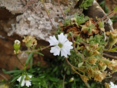 Silene pusilla