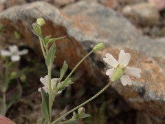 Silene rupestris