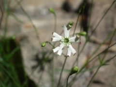 Silene saxifraga