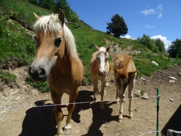 02 2015-05-27 monte Elto 021